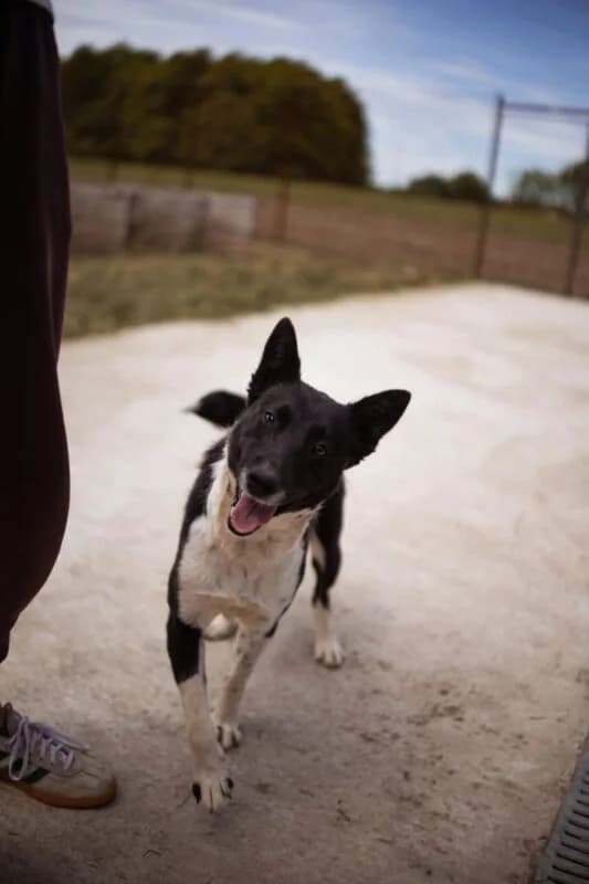 Soki, female young Mixed Breed for adoption at Ankerhunde e.V., Novi Grad