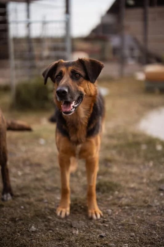 Avis, female 4yo Mixed Breed for adoption at Ankerhunde e.V., Novi Grad