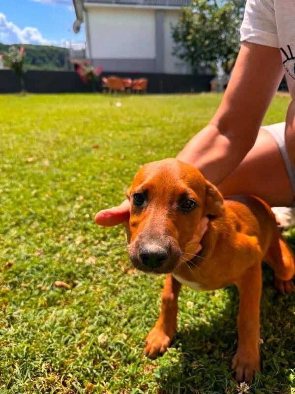Caramel,  puppy Mixed Breed for adoption at Ankerhunde e.V., Novi Grad
