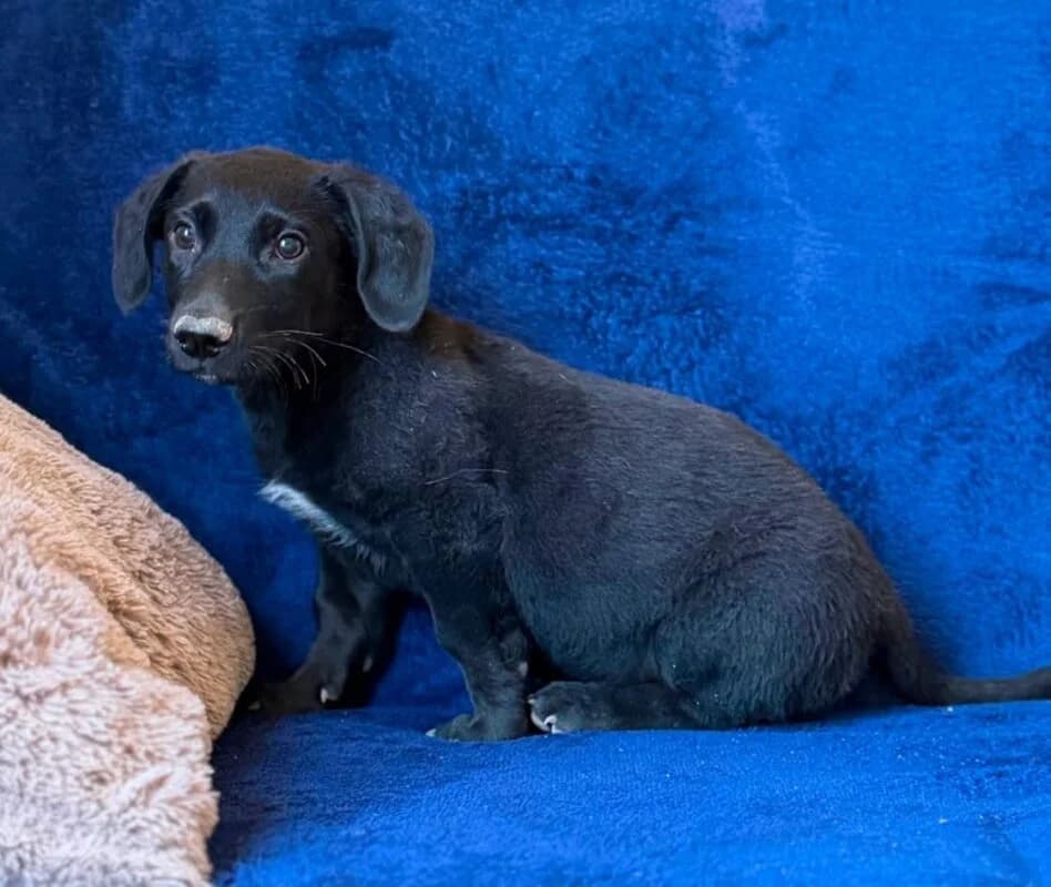 Anton,  puppy Mixed Breed for adoption at Ankerhunde e.V., Novi Grad
