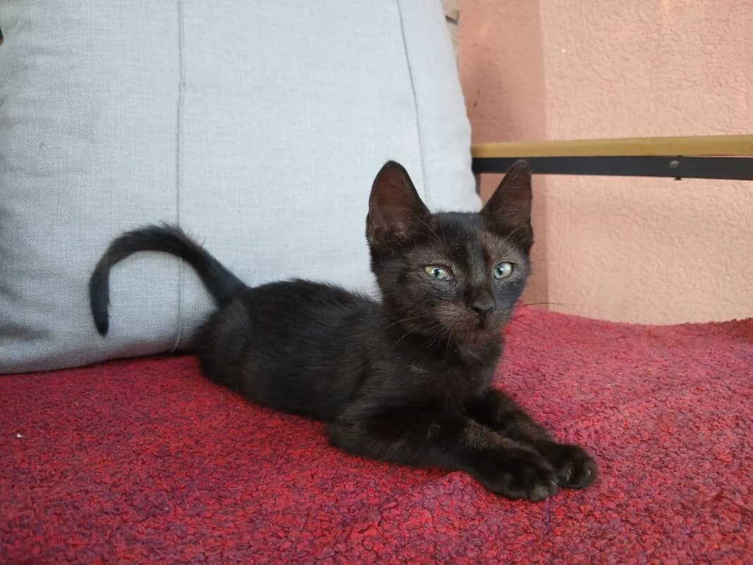 Hugo, male puppy Mixed Breed for adoption at Ankerhunde e.V., Novi Grad