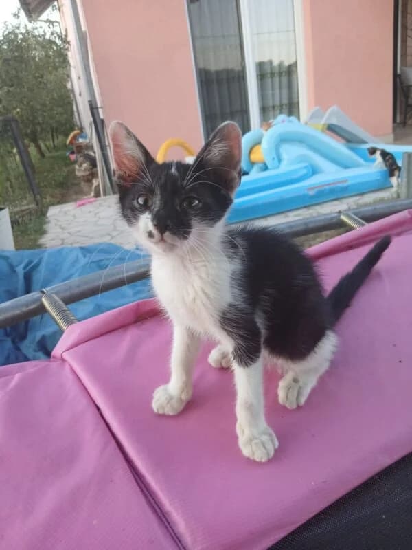Lucifer,  puppy Mixed Breed for adoption at Ankerhunde e.V., Novi Grad