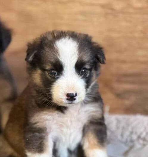 Mia,  Mixed Breed for adoption at Ankerhunde e.V., Novi Grad