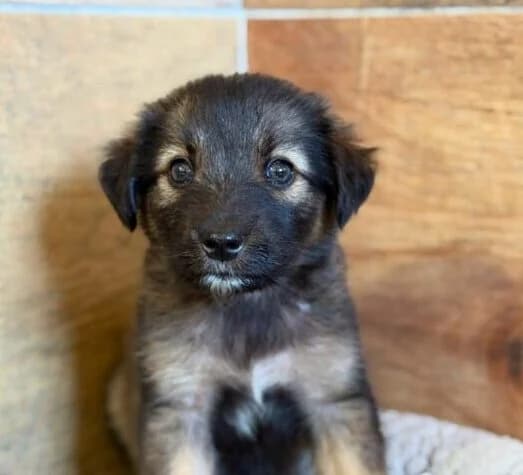 Maya,  Mixed Breed for adoption at Ankerhunde e.V., Novi Grad