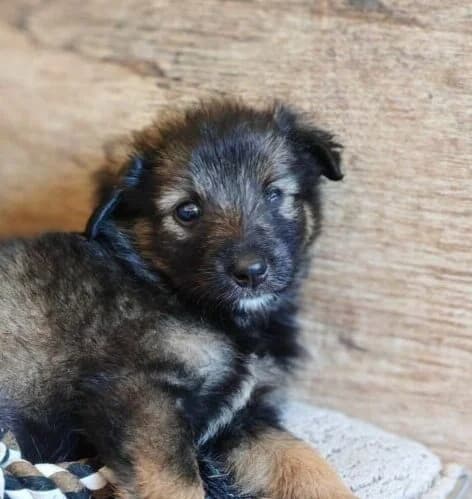 Jogi,  Mixed Breed for adoption at Ankerhunde e.V., Novi Grad