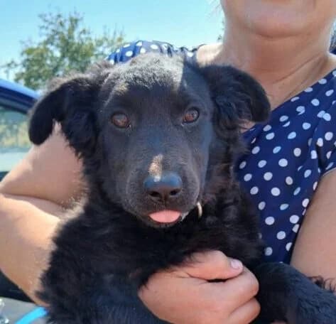 Rosi,  puppy Mixed Breed for adoption at Ankerhunde e.V., Novi Grad
