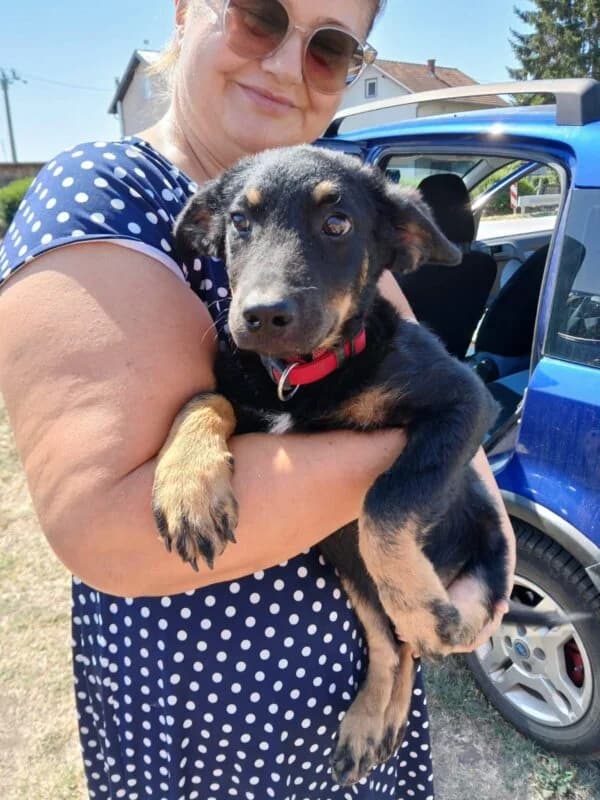 Nela,  puppy Mixed Breed for adoption at Ankerhunde e.V., Novi Grad