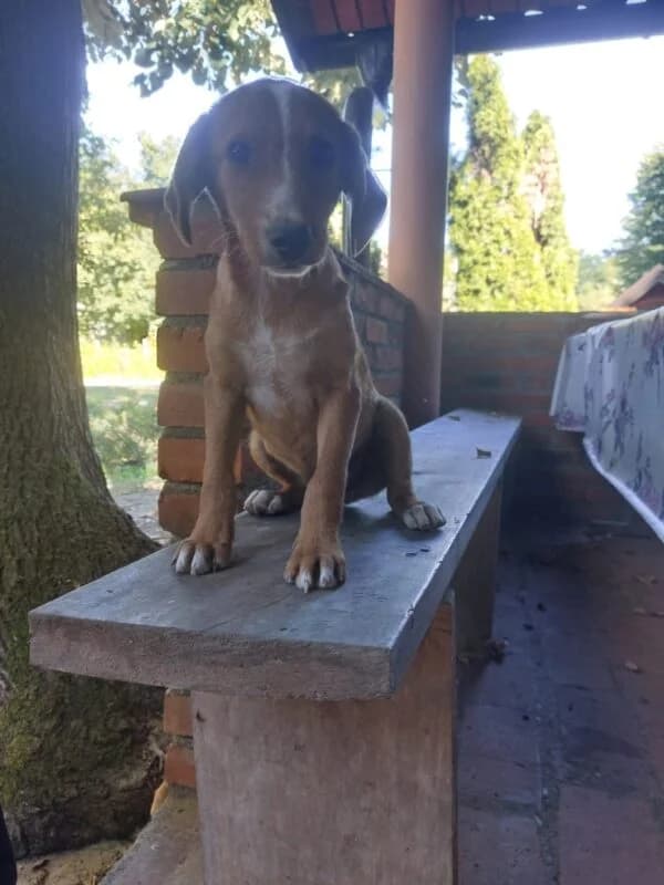 Nils, male puppy Mixed Breed for adoption at Ankerhunde e.V., Novi Grad