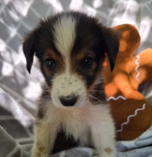Neo, male puppy Mixed Breed for adoption at Ankerhunde e.V., Novi Grad