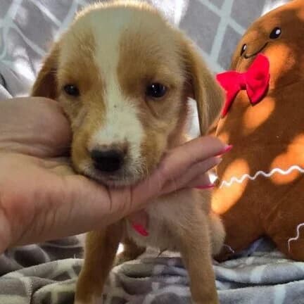 Snowi, male puppy Mixed Breed for adoption at Ankerhunde e.V., Novi Grad