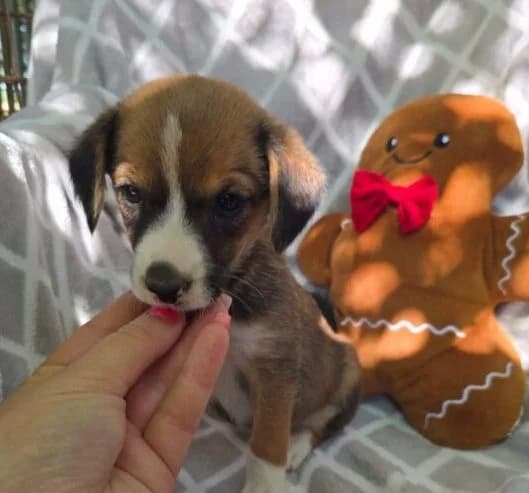 Jessy, female puppy Mixed Breed for adoption at Ankerhunde e.V., Novi Grad