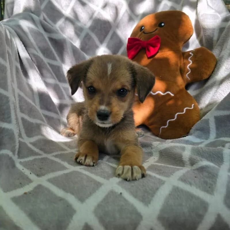 Kiki, female puppy Mixed Breed for adoption at Ankerhunde e.V., Novi Grad