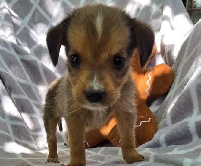 Pippi, female puppy Mixed Breed for adoption at Ankerhunde e.V., Novi Grad