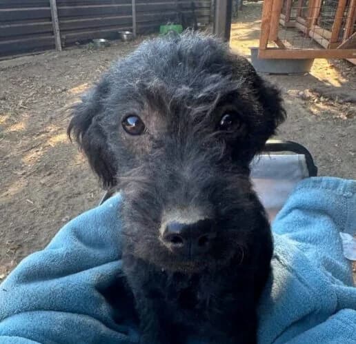 Soul, female puppy Mixed Breed for adoption at Ankerhunde e.V., Novi Grad