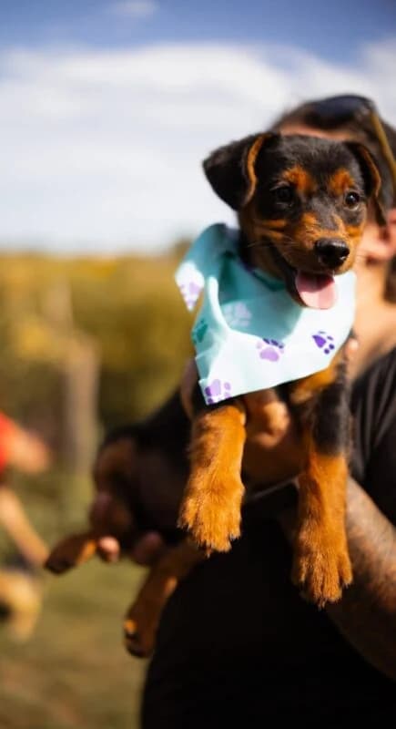 Pippa,  puppy Mixed Breed for adoption at Ankerhunde e.V., Novi Grad