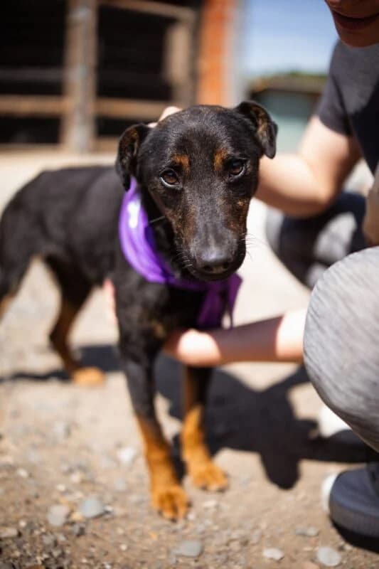 Freddie,  young Mixed Breed for adoption at Ankerhunde e.V., Novi Grad