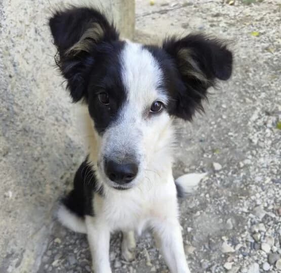 Frenki,  puppy Mixed Breed for adoption at Ankerhunde e.V., Novi Grad