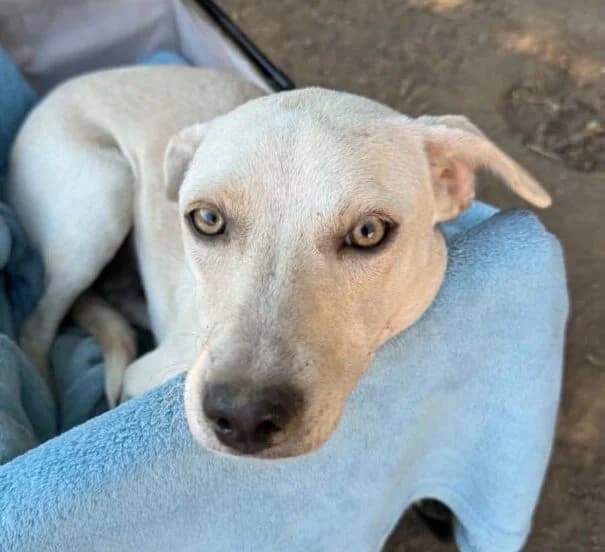 Casey,  young Mixed Breed for adoption at Ankerhunde e.V., Novi Grad
