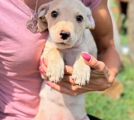 Konrad,  puppy Mixed Breed for adoption at Ankerhunde e.V., Novi Grad