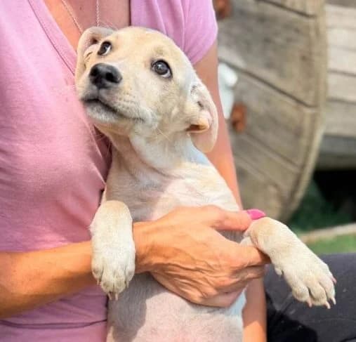 Emily,  puppy Mixed Breed for adoption at Ankerhunde e.V., Novi Grad