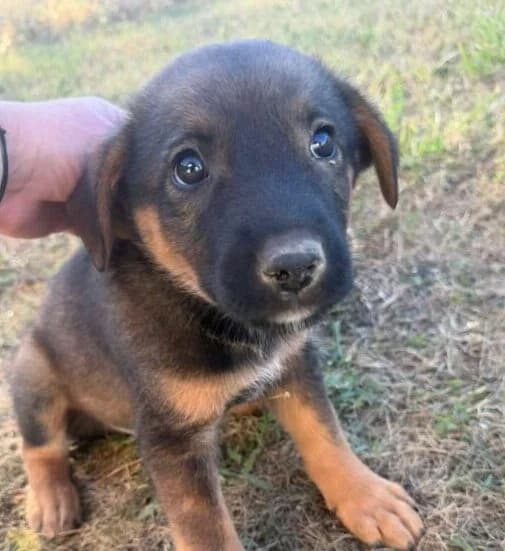Rocky, male puppy Mixed Breed for adoption at Ankerhunde e.V., Novi Grad