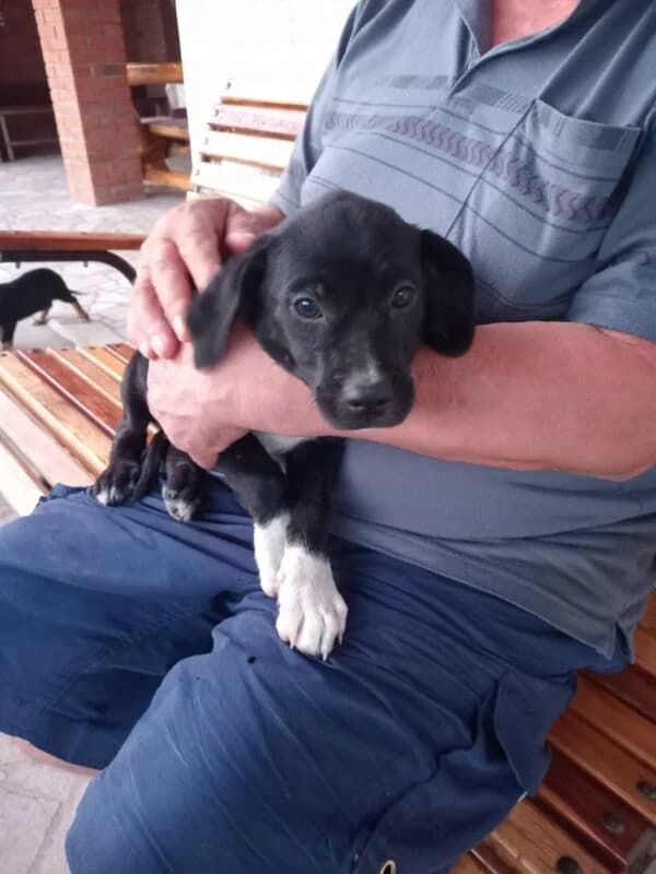 Luki, male puppy Mixed Breed for adoption at Ankerhunde e.V., Novi Grad