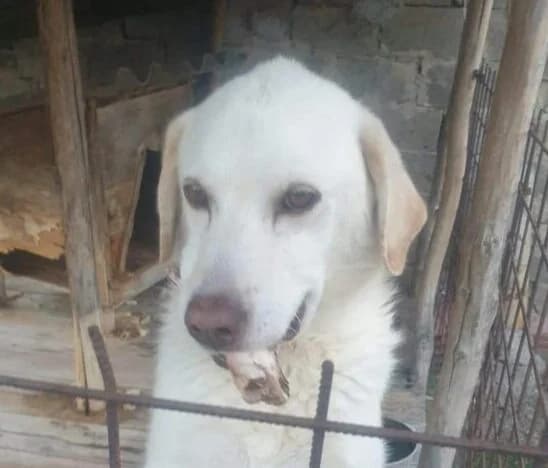 Medo,  senior Mixed Breed for adoption at Ankerhunde e.V., Novi Grad