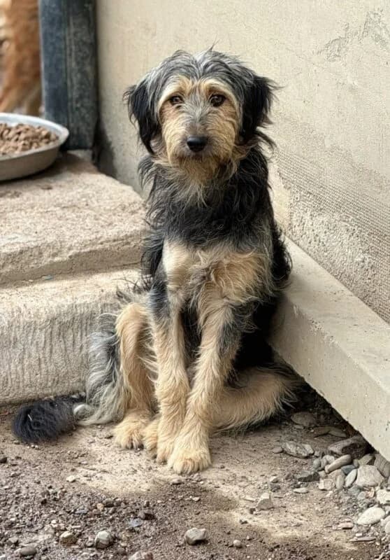 Samu, male puppy Mixed Breed for adoption at Ankerhunde e.V., Novi Grad