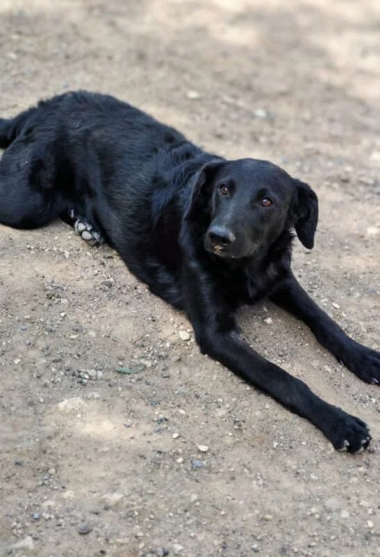 Sweety,  puppy Mixed Breed for adoption at Ankerhunde e.V., Novi Grad