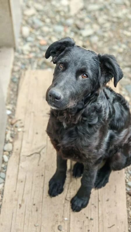 Mango, male puppy Mixed Breed for adoption at Ankerhunde e.V., Novi Grad
