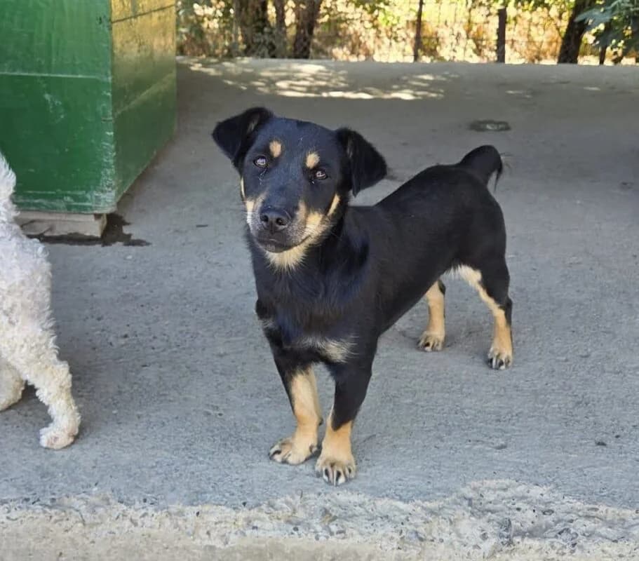 Mascha, female puppy Mixed Breed for adoption at Ankerhunde e.V., Novi Grad