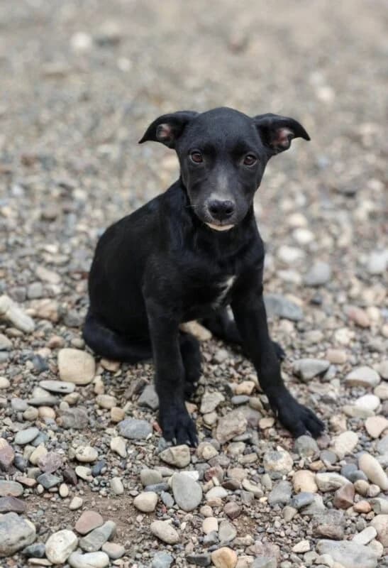 Ria,  puppy Mixed Breed for adoption at Ankerhunde e.V., Novi Grad