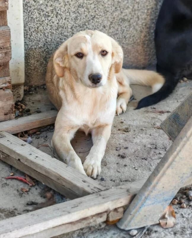 Maggie,  puppy Mixed Breed for adoption at Ankerhunde e.V., Novi Grad