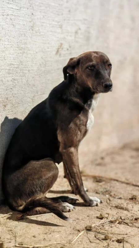 Malou,  puppy Mixed Breed for adoption at Ankerhunde e.V., Novi Grad