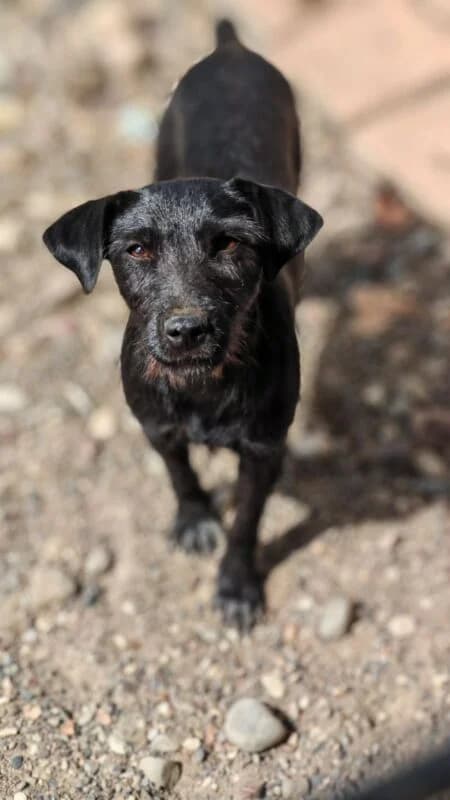 Heidi, female 5yo Mixed Breed for adoption at Ankerhunde e.V., Novi Grad