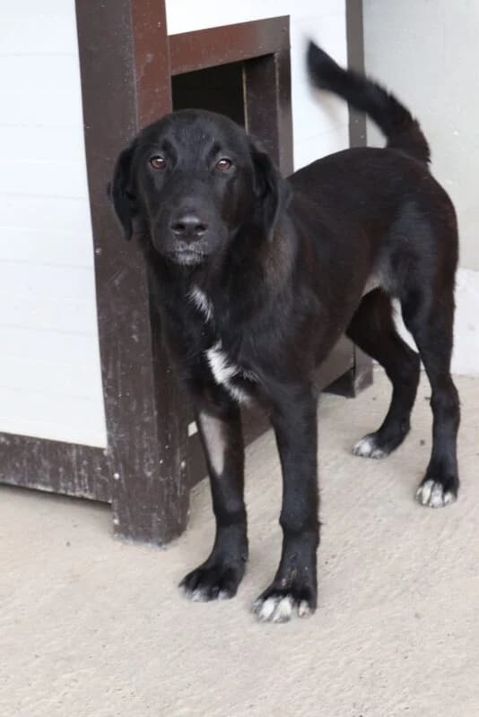 Lotti,  puppy Mixed Breed for adoption at Ankerhunde e.V., Novi Grad