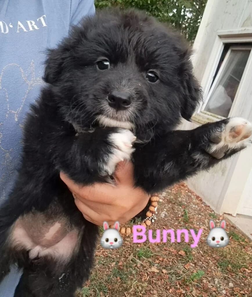 Bunny, female puppy Mixed Breed for adoption at DNV Save Animals, Brcko