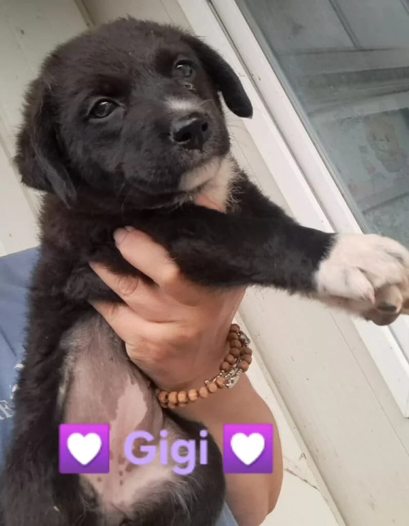 Gigi, female puppy Mixed Breed for adoption at DNV Save Animals, Brcko