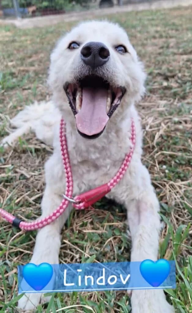 Lindov, male young Mixed Breed for adoption at DNV Save Animals, Brcko