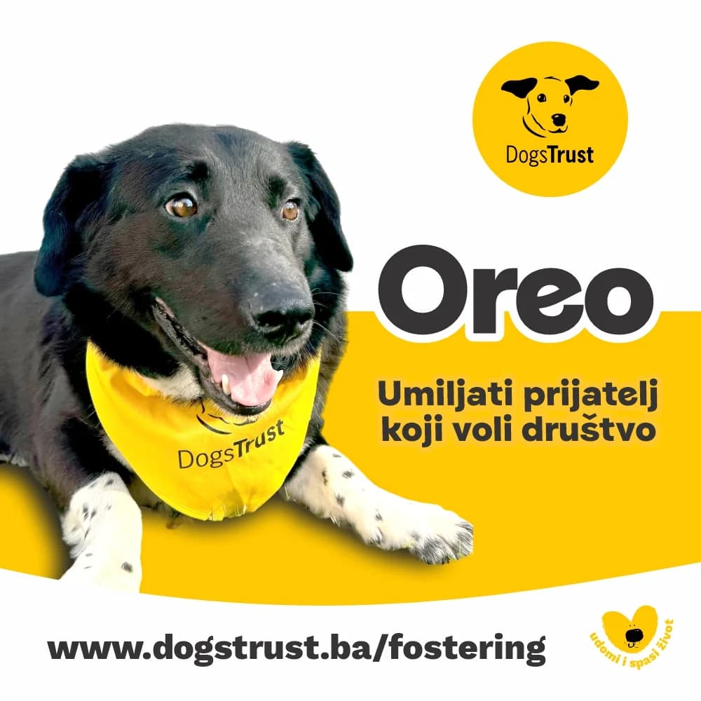 Oreo, male 4yo Mixed Breed for adoption at Dogs Trust Bosnia and Herzegovina