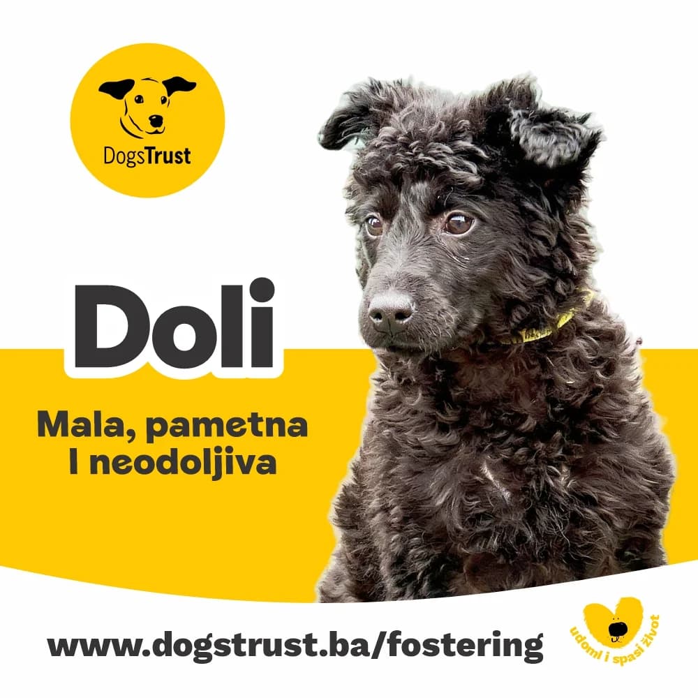 Doli, female puppy Mixed Breed for adoption at Dogs Trust Bosnia and Herzegovina