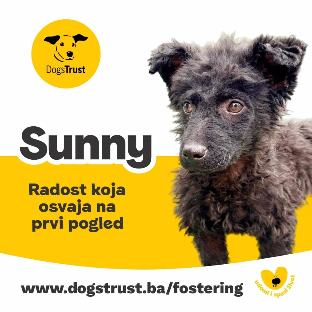 Sunny, female puppy Mixed Breed for adoption at Dogs Trust Bosnia and Herzegovina