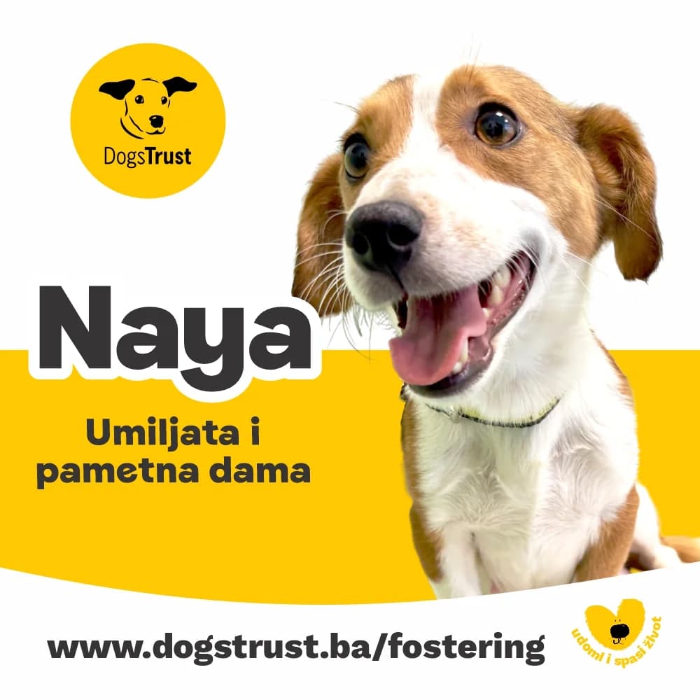 Naya, female young Mixed Breed for adoption at Dogs Trust Bosnia and Herzegovina