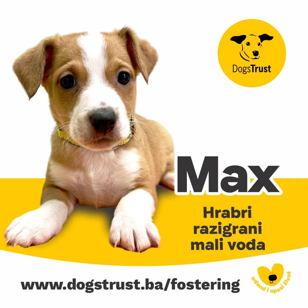 MAX, male puppy Mixed Breed for adoption at Dogs Trust Bosnia and Herzegovina