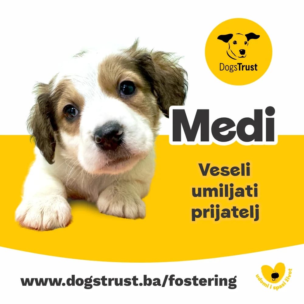 Medi, male puppy Mixed Breed for adoption at Dogs Trust Bosnia and Herzegovina