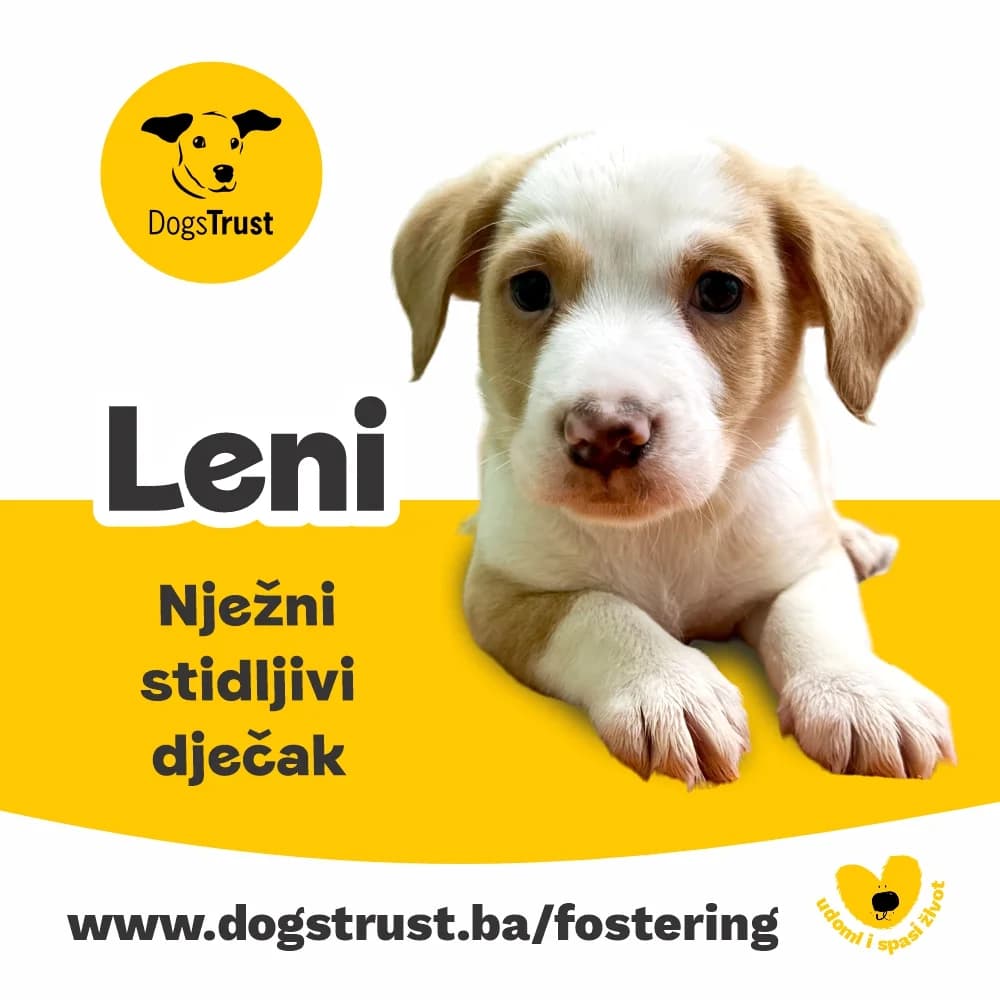 Leni, male puppy Mixed Breed for adoption at Dogs Trust Bosnia and Herzegovina