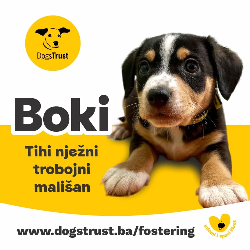 Boki, male puppy Mixed Breed for adoption at Dogs Trust Bosnia and Herzegovina
