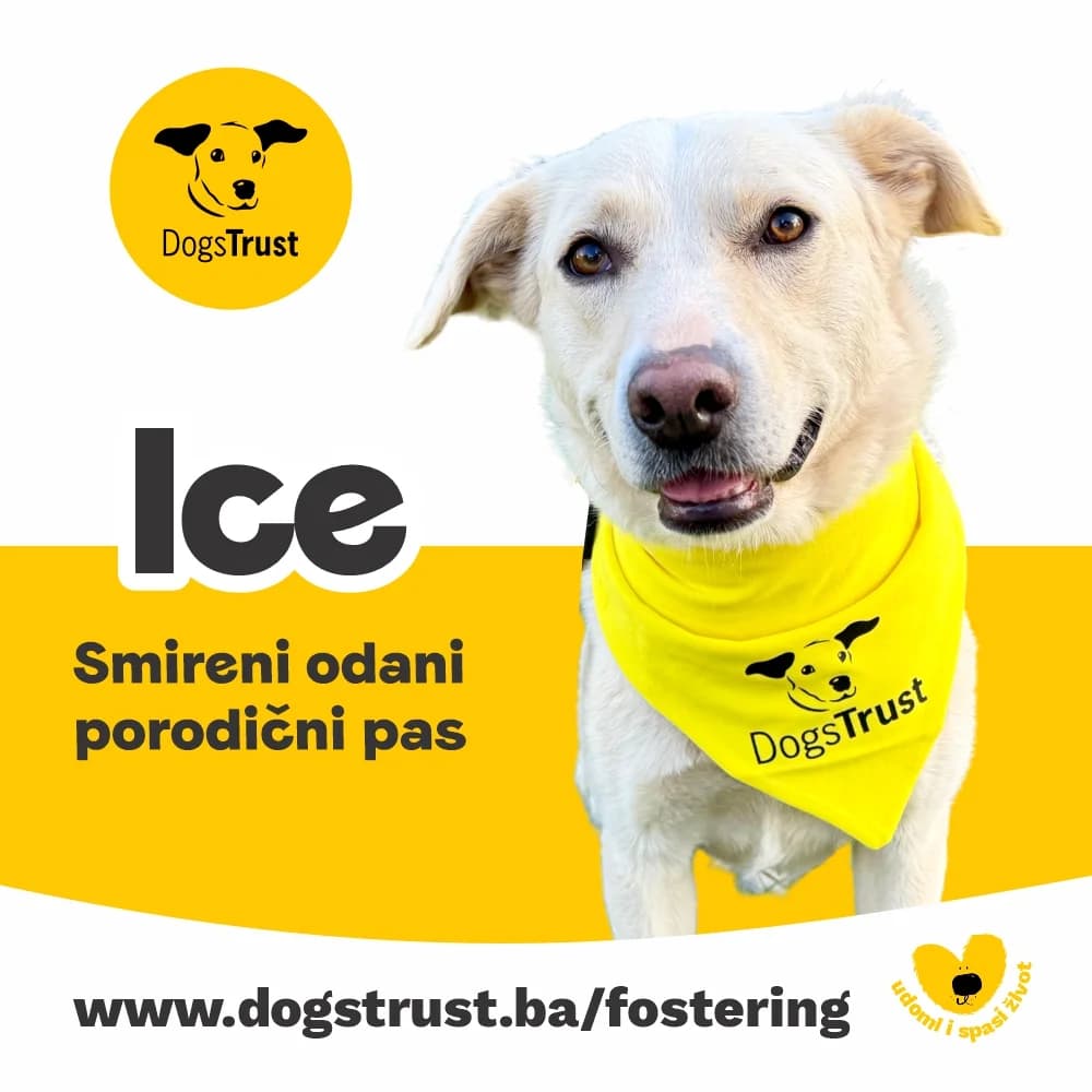 Ice, male 3yo Mixed Breed for adoption at Dogs Trust Bosnia and Herzegovina