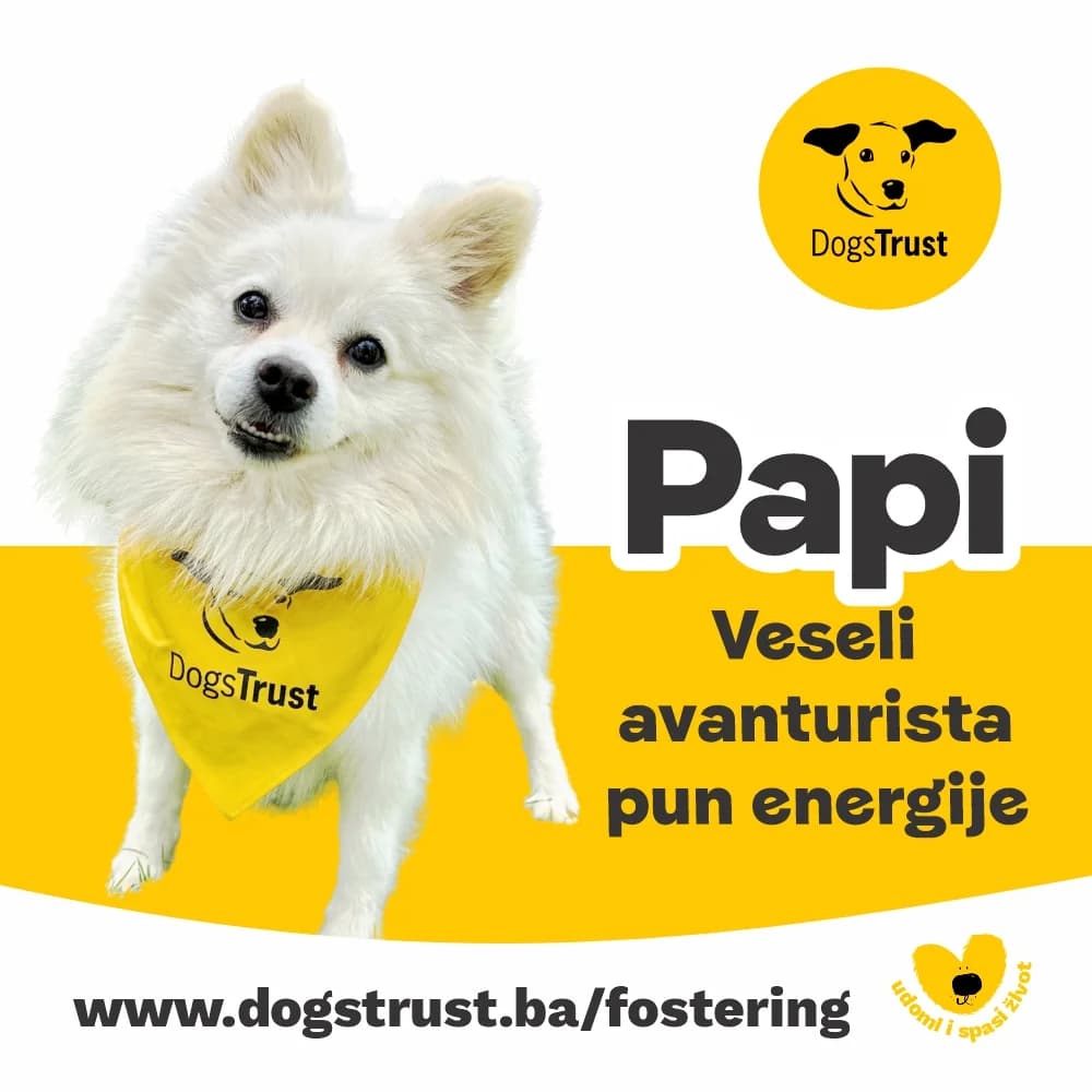 Papi, male young Mixed Breed for adoption at Dogs Trust Bosnia and Herzegovina