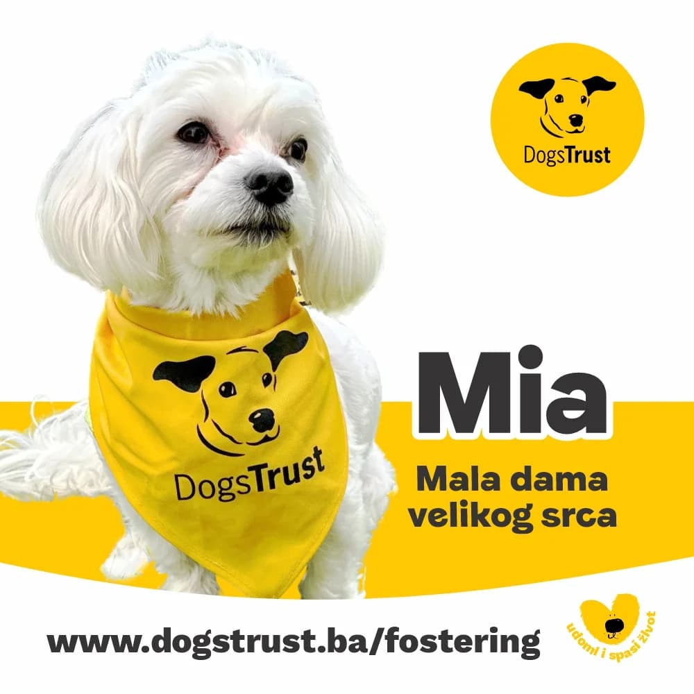 MIa, female young Mixed Breed for adoption at Dogs Trust Bosnia and Herzegovina
